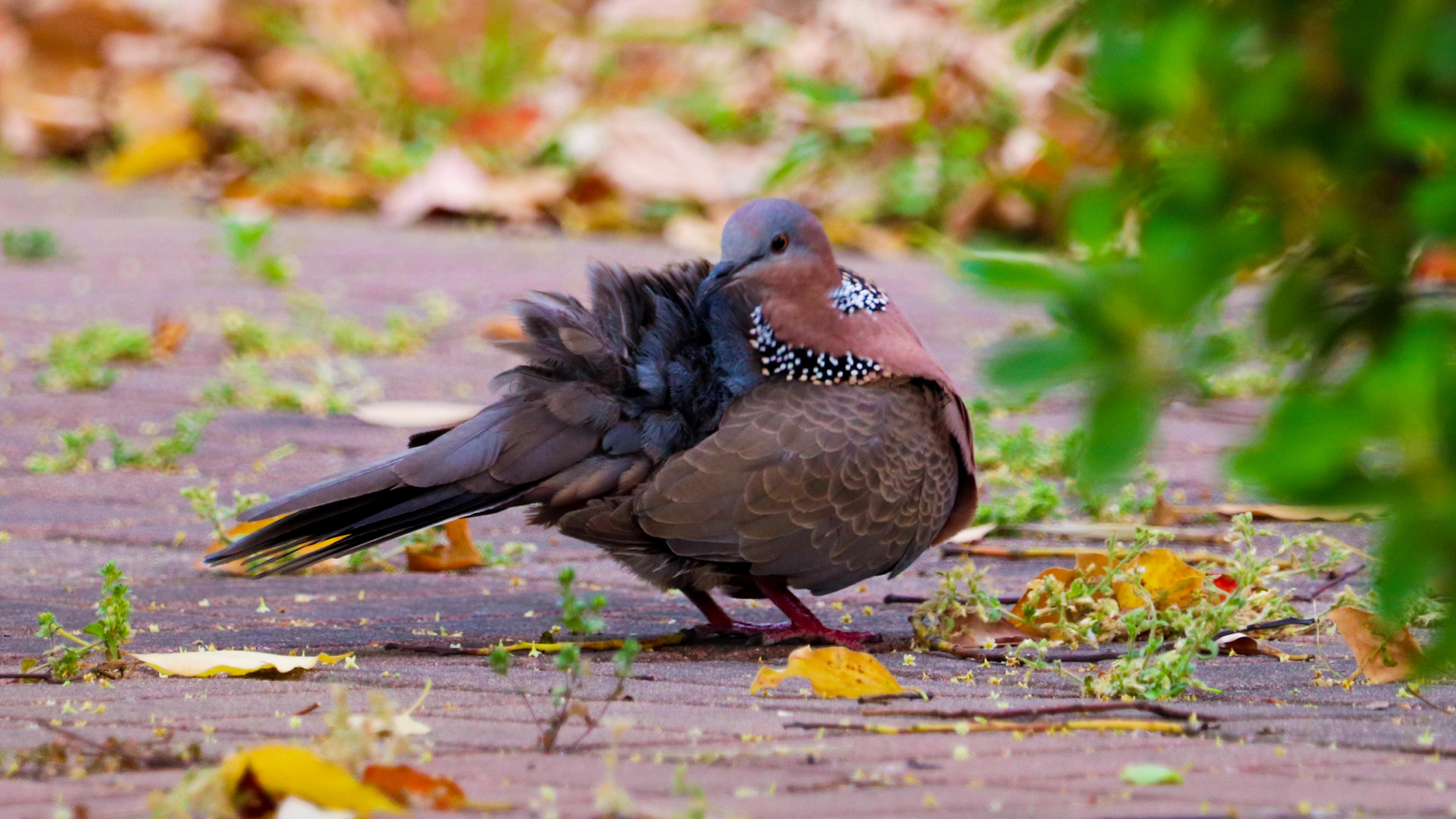 动物 | 珠颈斑鸠