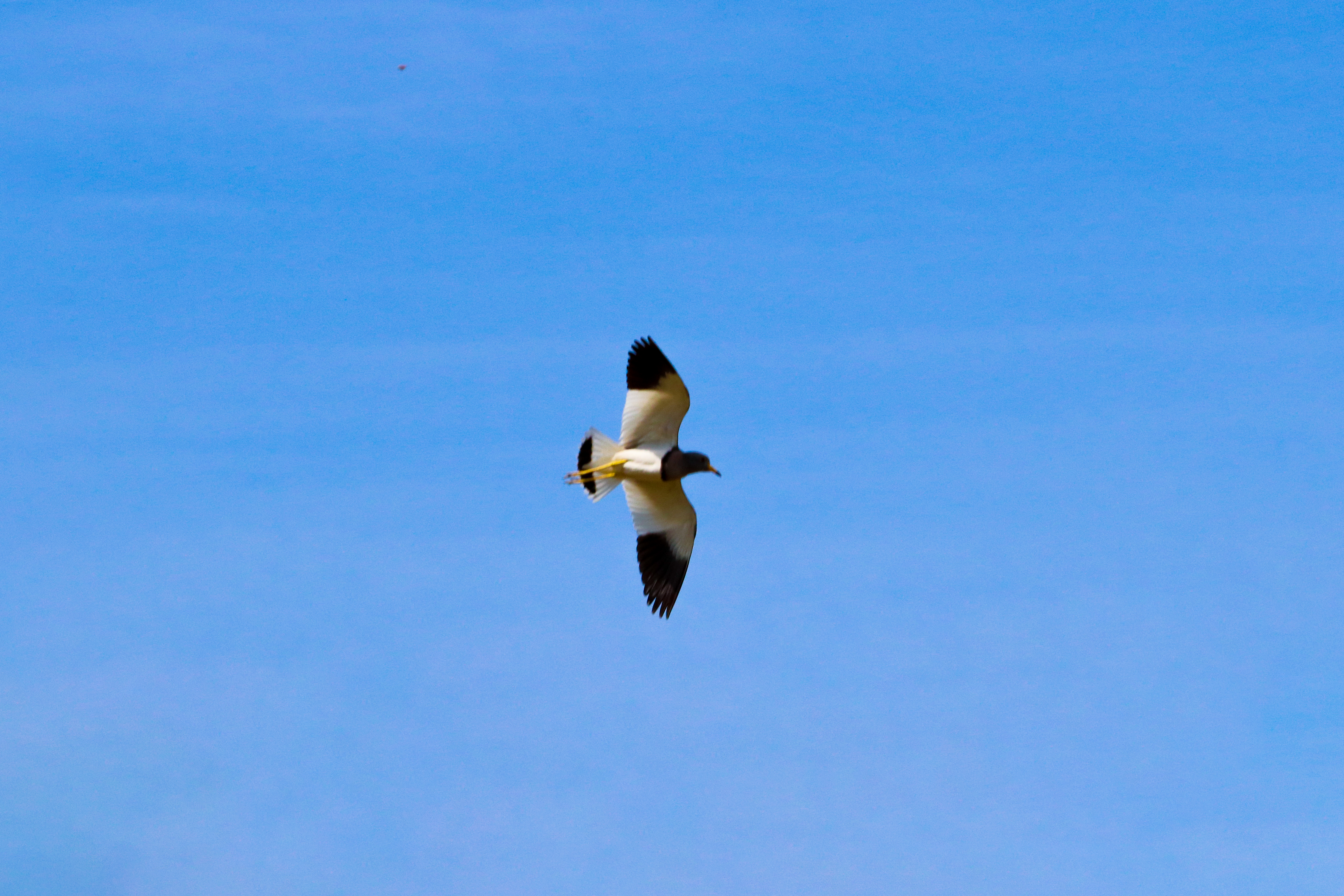 动物 | 灰头麦鸡